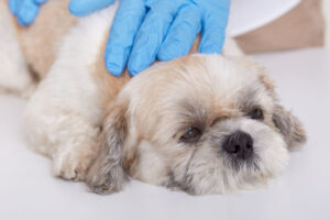 terapie veterinara cu laser