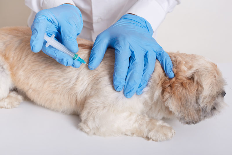 vaccinari veterinare